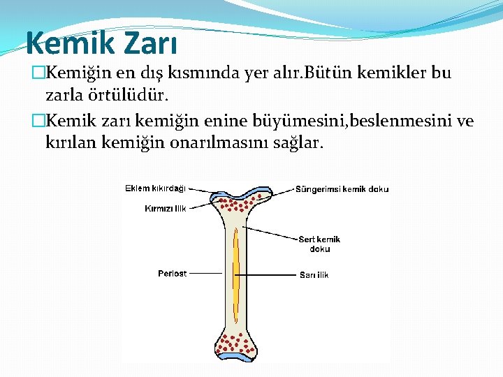 Kemik Zarı �Kemiğin en dış kısmında yer alır. Bütün kemikler bu zarla örtülüdür. �Kemik