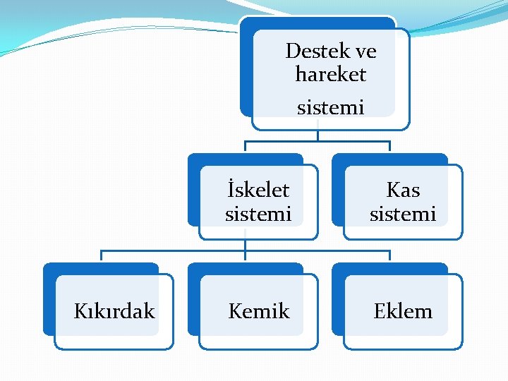 Destek ve hareket sistemi Kıkırdak İskelet sistemi Kas sistemi Kemik Eklem 