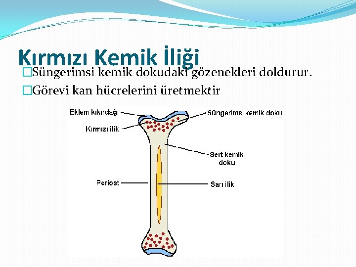 Kırmızı Kemik İliği �Süngerimsi kemik dokudaki gözenekleri doldurur. �Görevi kan hücrelerini üretmektir 