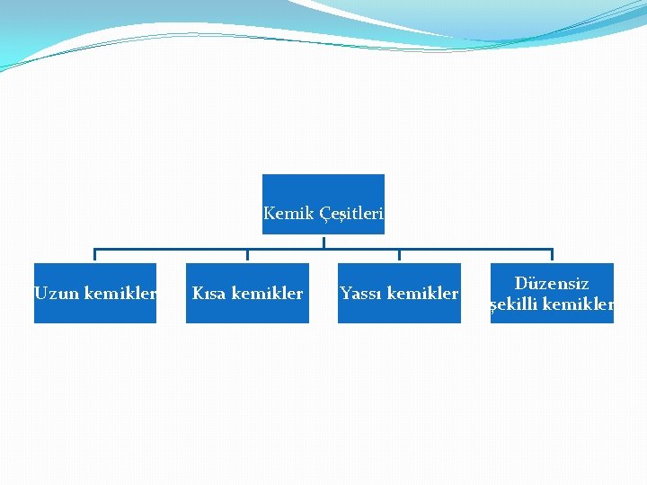 Kemik Çeşitleri Uzun kemikler Kısa kemikler Yassı kemikler Düzensiz şekilli kemikler 