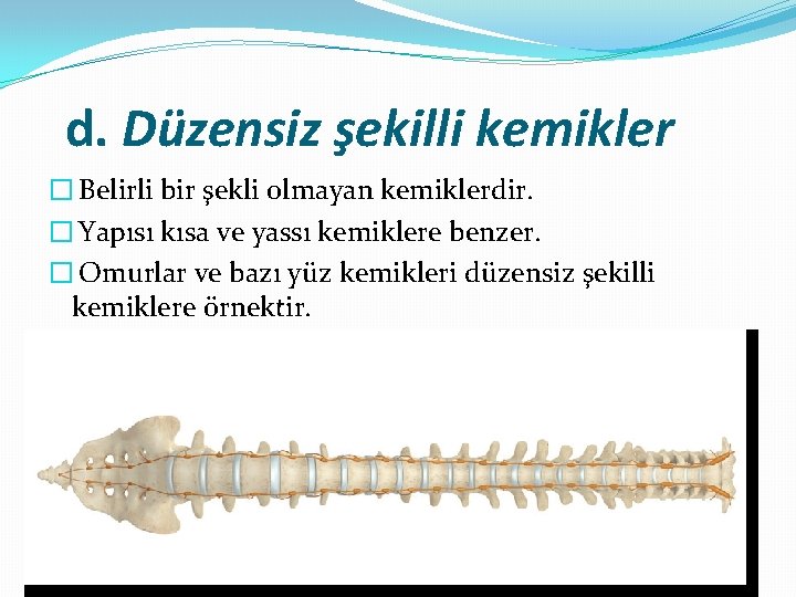 d. Düzensiz şekilli kemikler � Belirli bir şekli olmayan kemiklerdir. � Yapısı kısa ve