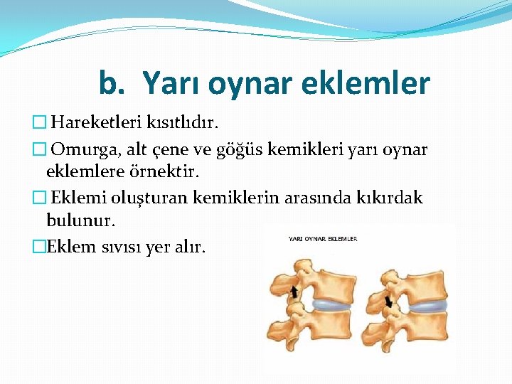 b. Yarı oynar eklemler � Hareketleri kısıtlıdır. � Omurga, alt çene ve göğüs kemikleri