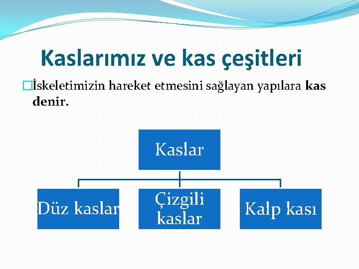 Kaslarımız ve kas çeşitleri �İskeletimizin hareket etmesini sağlayan yapılara kas denir. Kaslar Düz kaslar