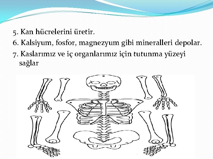 5. Kan hücrelerini üretir. 6. Kalsiyum, fosfor, magnezyum gibi mineralleri depolar. 7. Kaslarımız ve