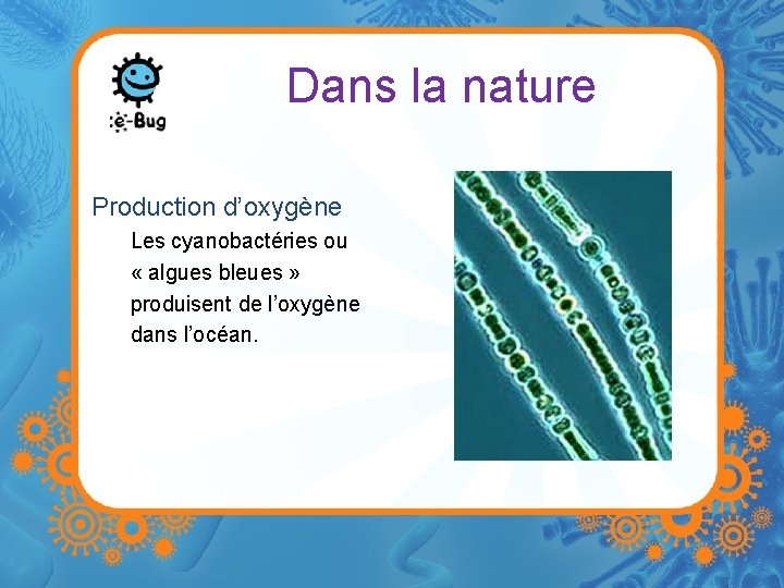 Dans la nature Production d’oxygène Les cyanobactéries ou « algues bleues » produisent de