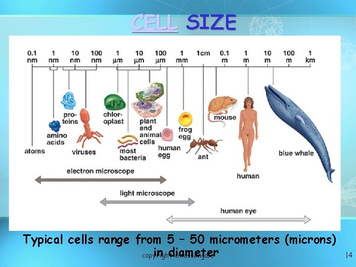 CELL SIZE Typical cells range from 5 – 50 micrometers (microns) in diameter copyright