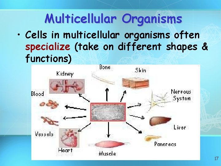 Multicellular Organisms • Cells in multicellular organisms often specialize (take on different shapes &