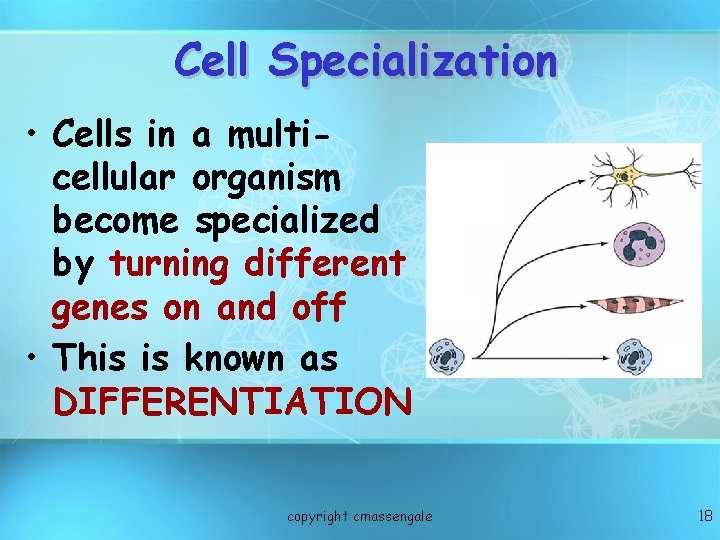 Cell Specialization • Cells in a multicellular organism become specialized by turning different genes