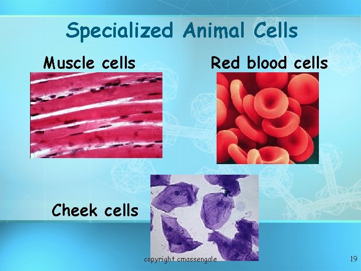 Specialized Animal Cells Muscle cells Red blood cells Cheek cells copyright cmassengale 19 