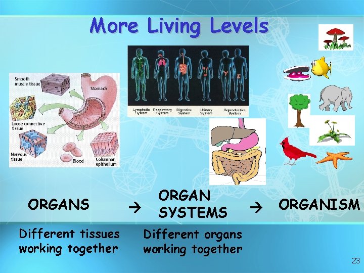 More Living Levels ORGANS Different tissues working together ORGAN SYSTEMS Different organs working together