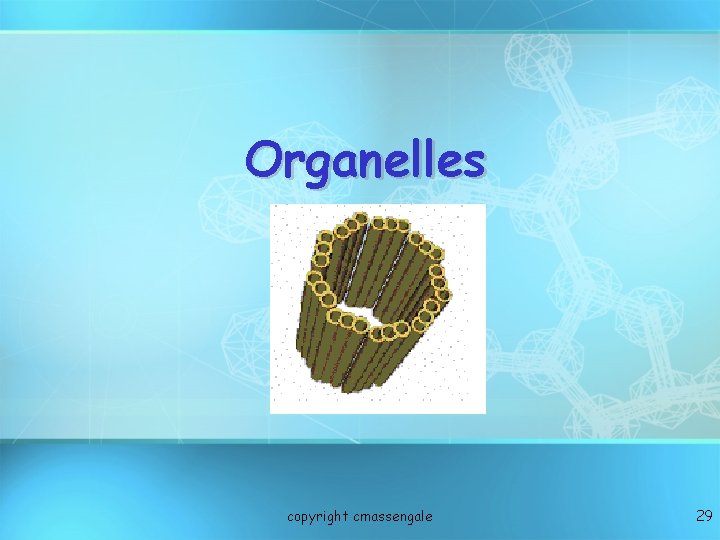 Organelles copyright cmassengale 29 
