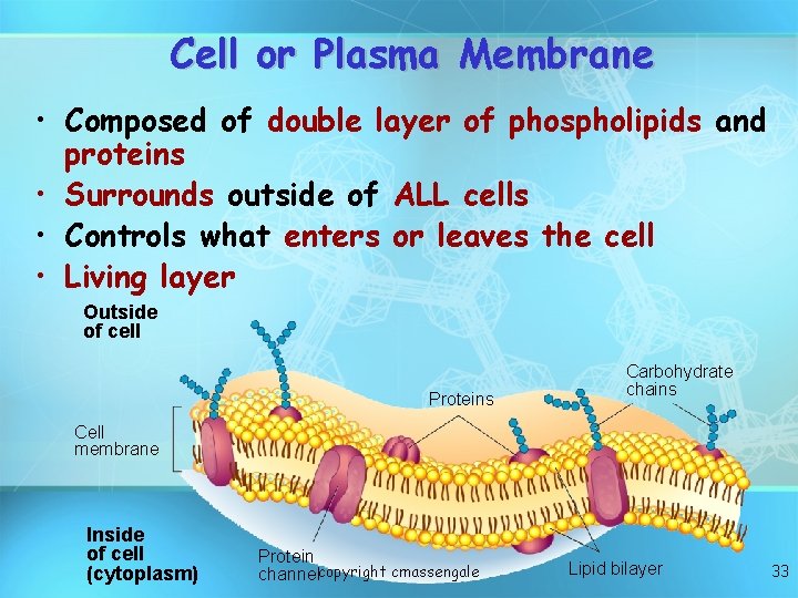 Cell or Plasma Membrane • Composed of double layer of phospholipids and proteins •