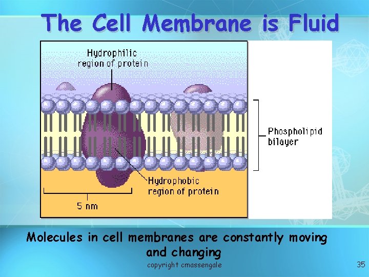 The Cell Membrane is Fluid Molecules in cell membranes are constantly moving and changing