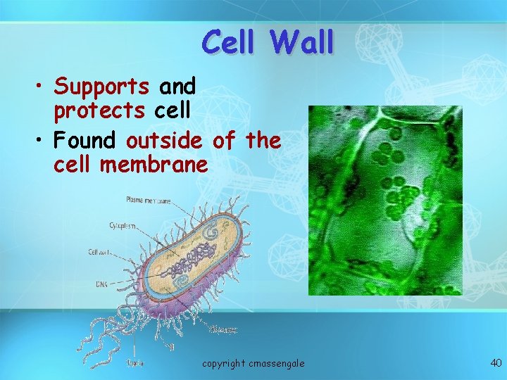 Cell Wall • Supports and protects cell • Found outside of the cell membrane