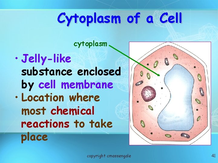 Cytoplasm of a Cell cytoplasm • Jelly-like substance enclosed by cell membrane • Location