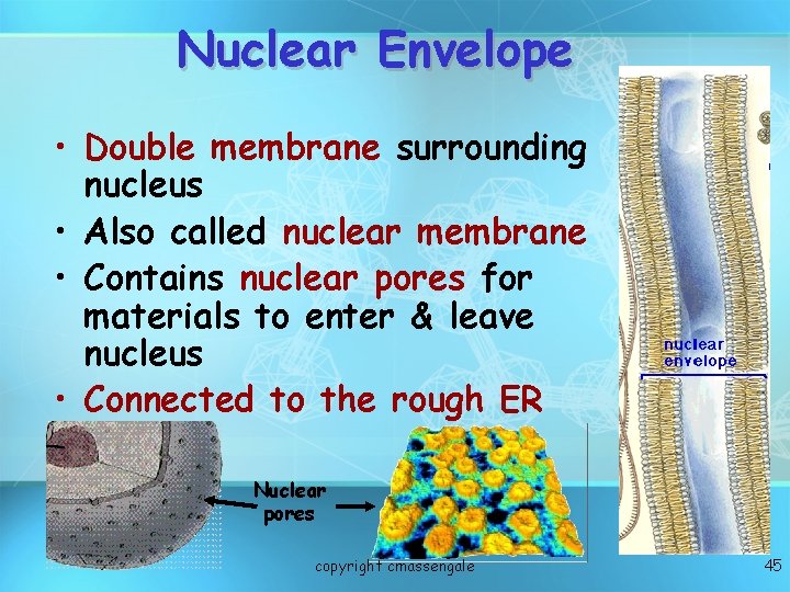 Nuclear Envelope • Double membrane surrounding nucleus • Also called nuclear membrane • Contains