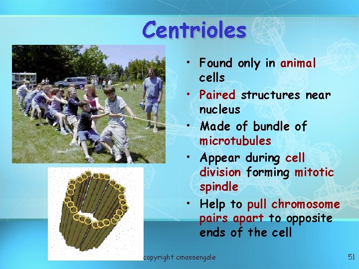 Centrioles • Found only in animal cells • Paired structures near nucleus • Made