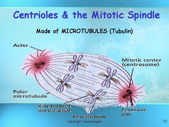 Centrioles & the Mitotic Spindle Made of MICROTUBULES (Tubulin) copyright cmassengale 52 