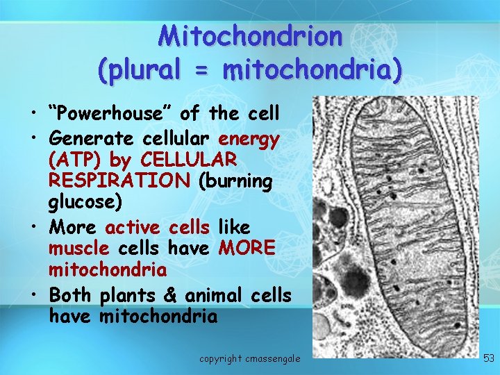 Mitochondrion (plural = mitochondria) • “Powerhouse” of the cell • Generate cellular energy (ATP)