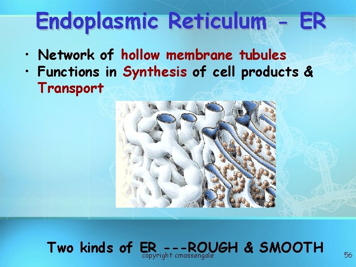 Endoplasmic Reticulum - ER • Network of hollow membrane tubules • Functions in Synthesis