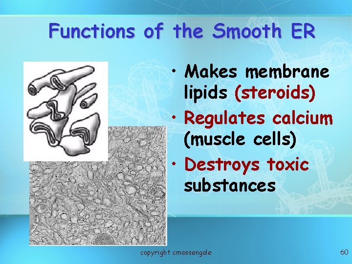 Functions of the Smooth ER • Makes membrane lipids (steroids) • Regulates calcium (muscle