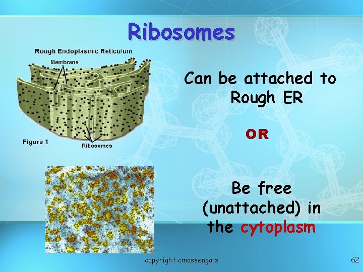 Ribosomes Can be attached to Rough ER OR Be free (unattached) in the cytoplasm