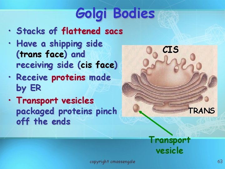 Golgi Bodies • Stacks of flattened sacs • Have a shipping side (trans face)