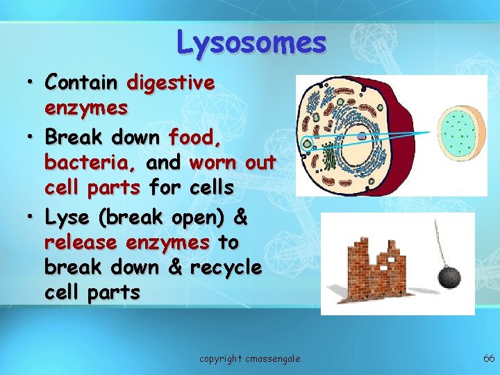 Lysosomes • Contain digestive enzymes • Break down food, bacteria, and worn out cell