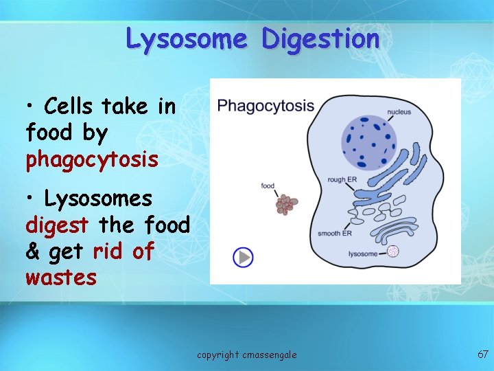 Lysosome Digestion • Cells take in food by phagocytosis • Lysosomes digest the food