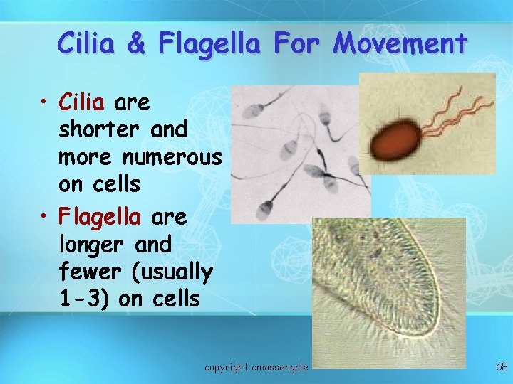Cilia & Flagella For Movement • Cilia are shorter and more numerous on cells