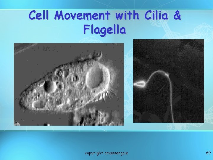 Cell Movement with Cilia & Flagella copyright cmassengale 69 