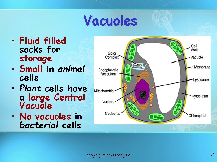 Vacuoles • Fluid filled sacks for storage • Small in animal cells • Plant