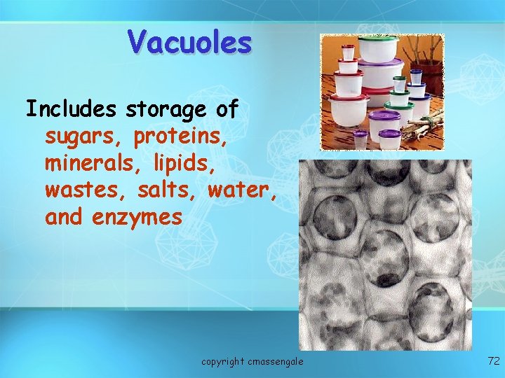 Vacuoles Includes storage of sugars, proteins, minerals, lipids, wastes, salts, water, and enzymes copyright