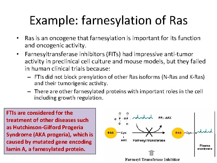 Example: farnesylation of Ras • Ras is an oncogene that farnesylation is important for