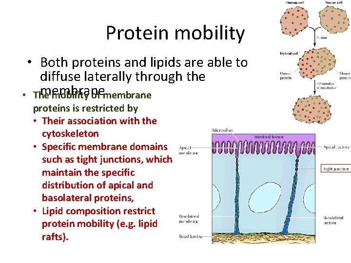 Protein mobility • Both proteins and lipids are able to diffuse laterally through the