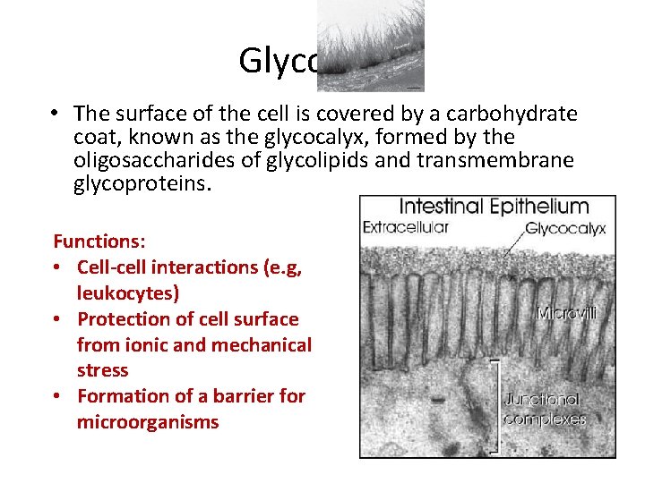 Glycocalyx • The surface of the cell is covered by a carbohydrate coat, known