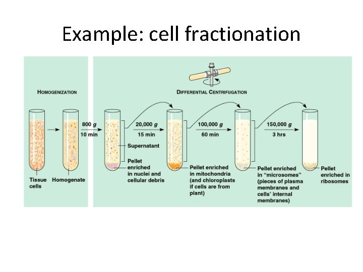 Example: cell fractionation 