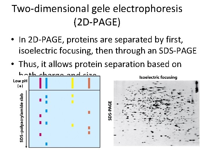 Two-dimensional gele electrophoresis (2 D-PAGE) • In 2 D-PAGE, proteins are separated by first,