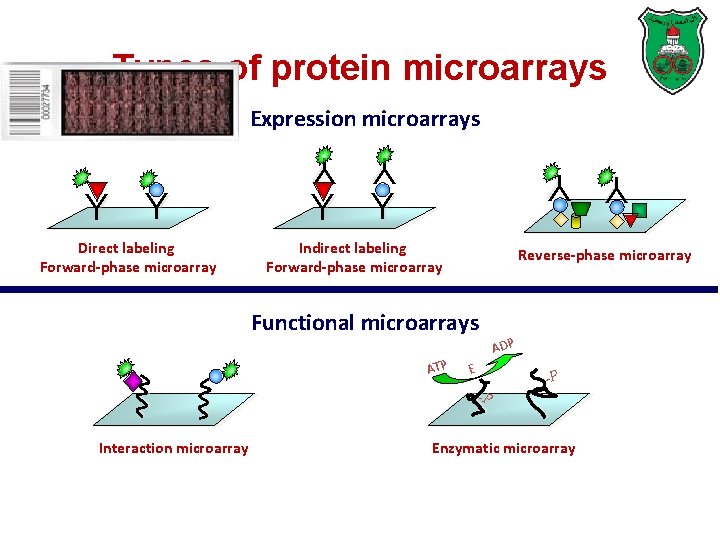 Types of protein microarrays Expression microarrays Y Y Direct labeling Forward-phase microarray Y Y