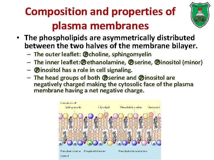 Composition and properties of plasma membranes • The phospholipids are asymmetrically distributed between the