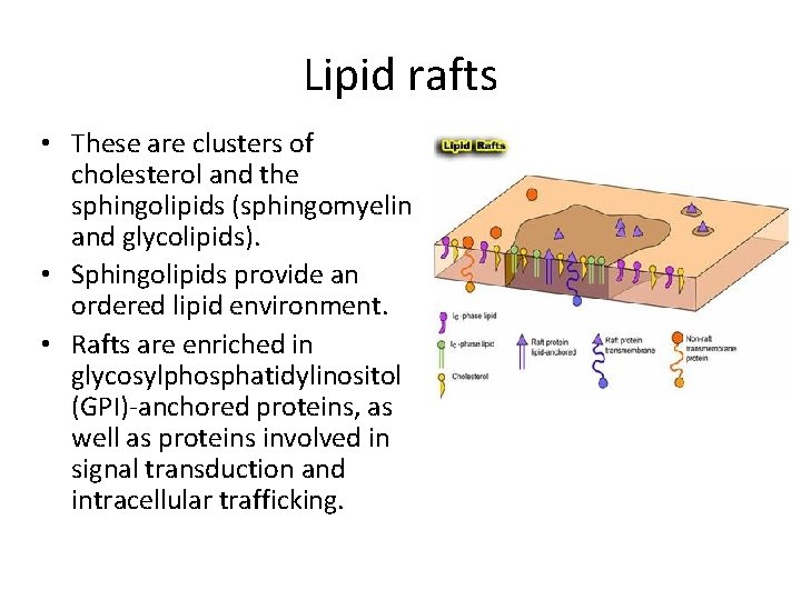 Lipid rafts • These are clusters of cholesterol and the sphingolipids (sphingomyelin and glycolipids).