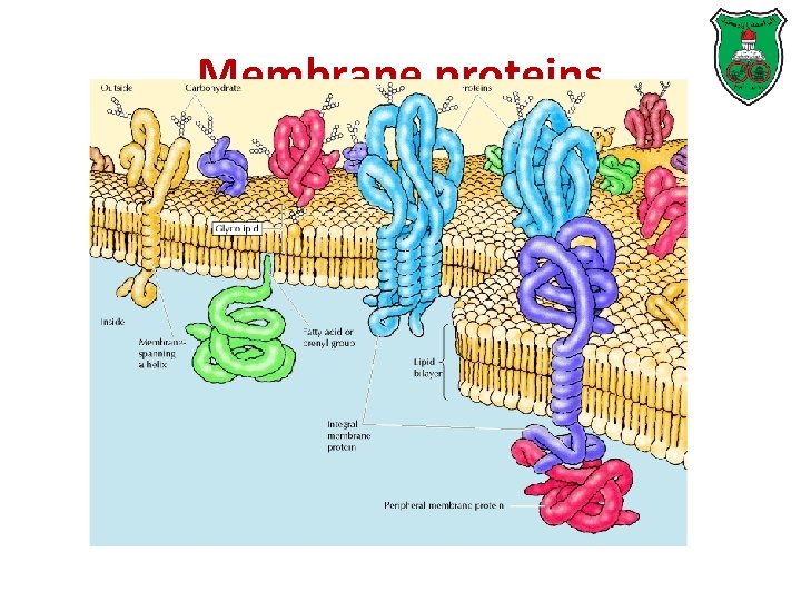 Membrane proteins 