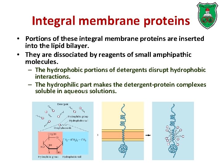 Integral membrane proteins • Portions of these integral membrane proteins are inserted into the