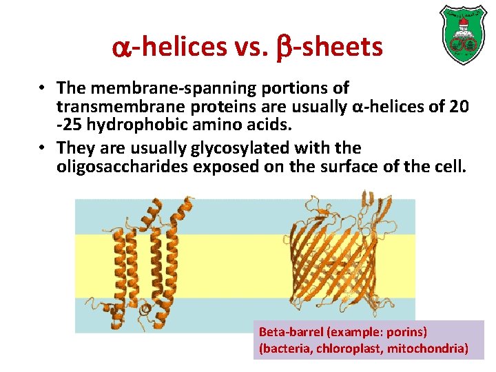  -helices vs. -sheets • The membrane-spanning portions of transmembrane proteins are usually α-helices