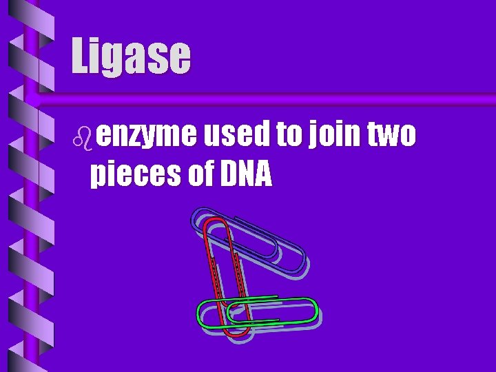 Ligase benzyme used to join two pieces of DNA 