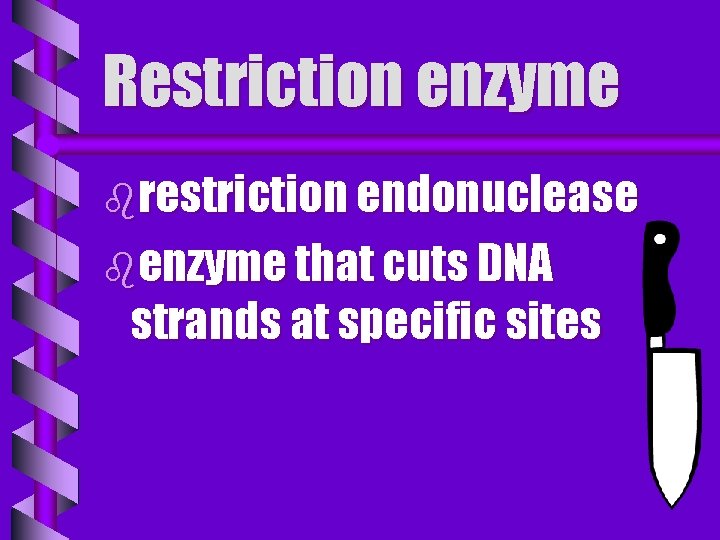 Restriction enzyme brestriction endonuclease benzyme that cuts DNA strands at specific sites 