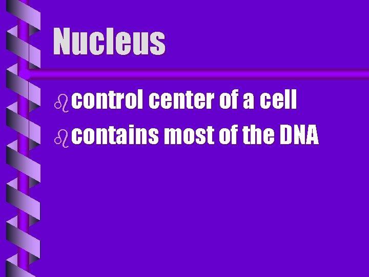 Nucleus bcontrol center of a cell bcontains most of the DNA 