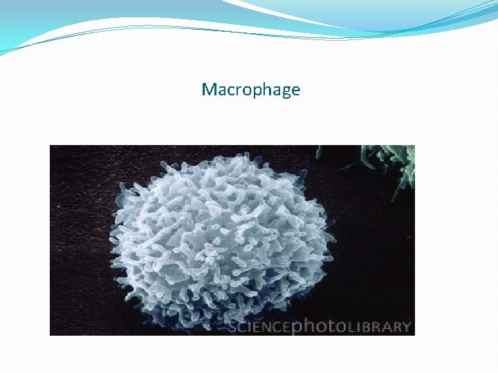 Macrophage 