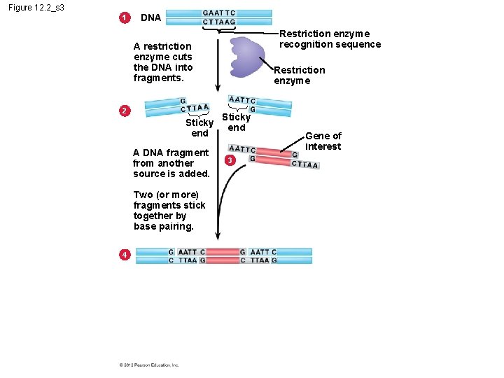 Figure 12. 2_s 3 1 DNA Restriction enzyme recognition sequence A restriction enzyme cuts