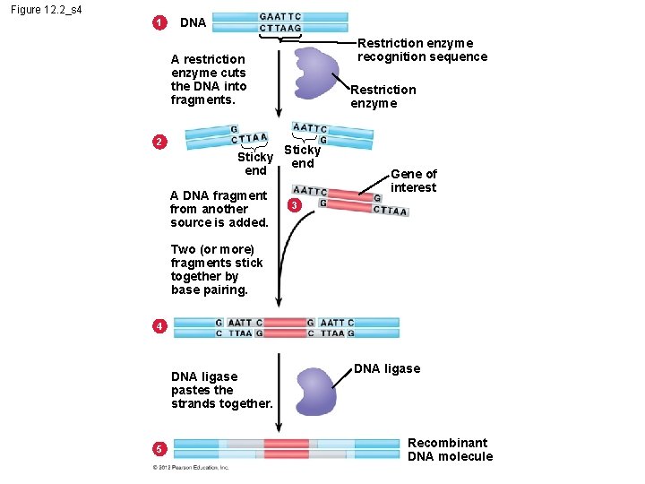 Figure 12. 2_s 4 1 DNA Restriction enzyme recognition sequence A restriction enzyme cuts